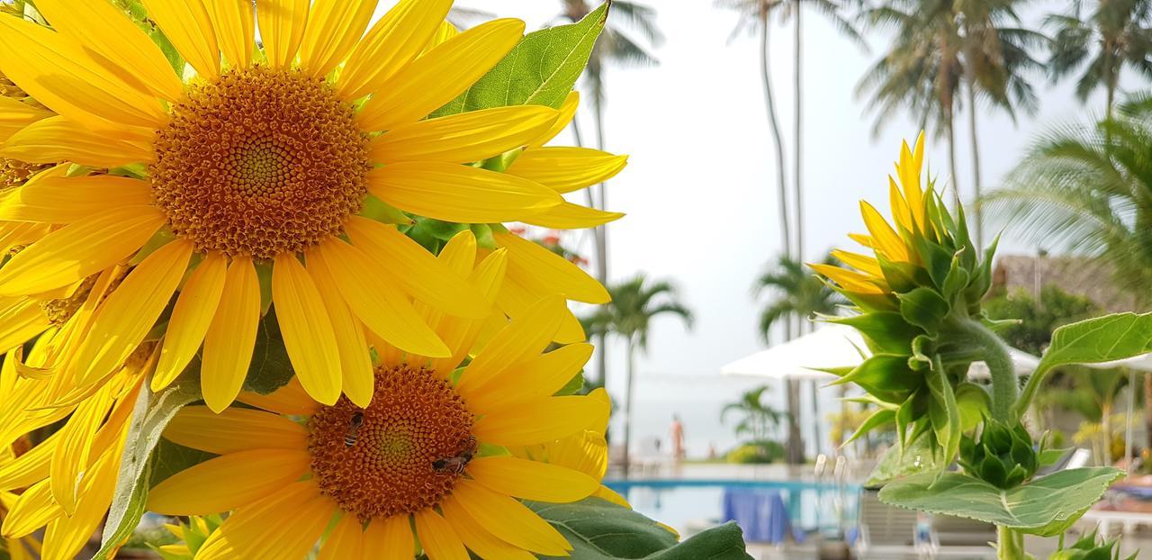 Sun & Sands Beach Hotel Mui Ne Exteriör bild
