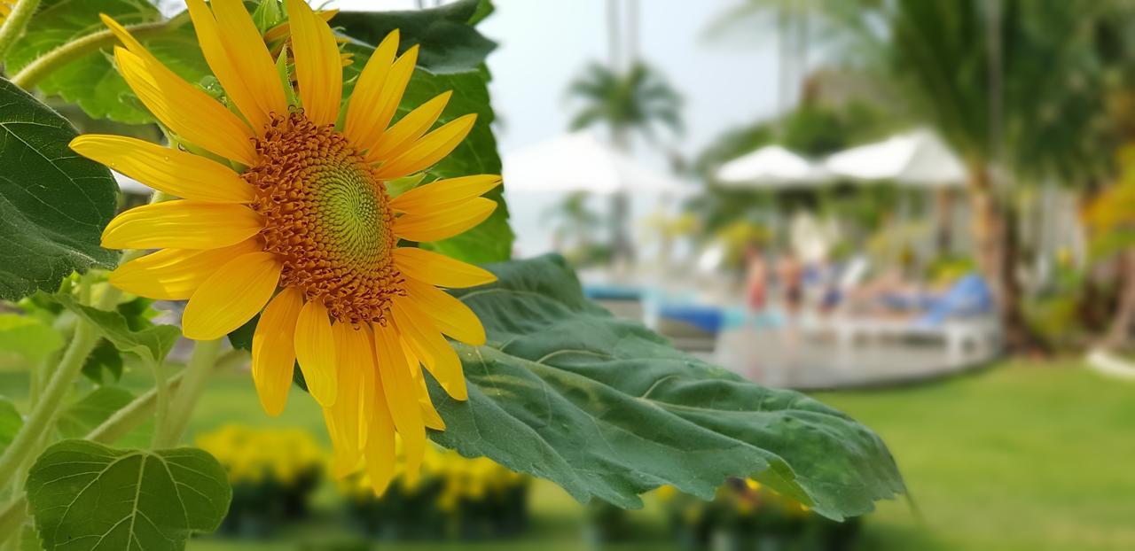 Sun & Sands Beach Hotel Mui Ne Exteriör bild